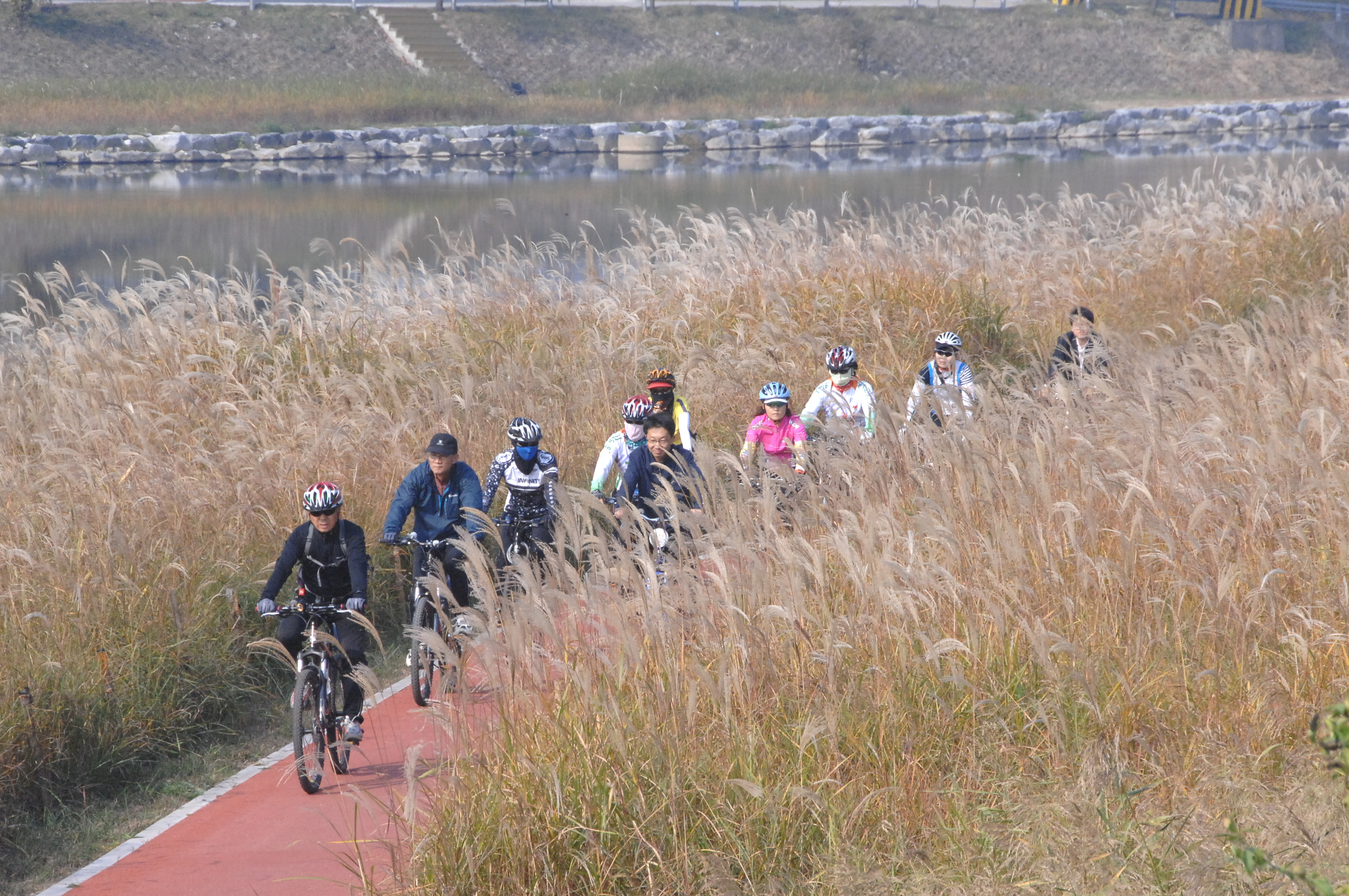 증평군 자전거도로(Bike-road) 변 갈대밭 눈길