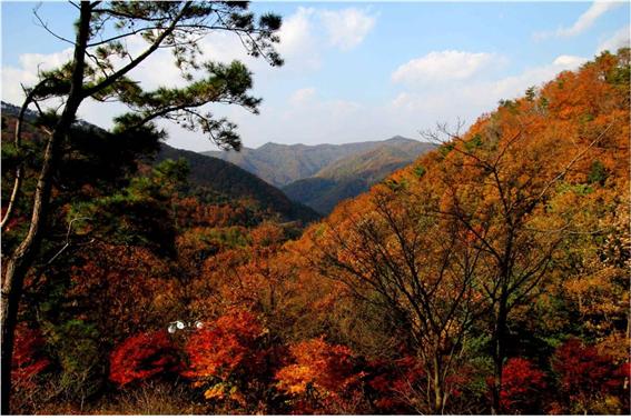 단풍으로 물든 좌구산휴양랜드 등산객으로 물들다.