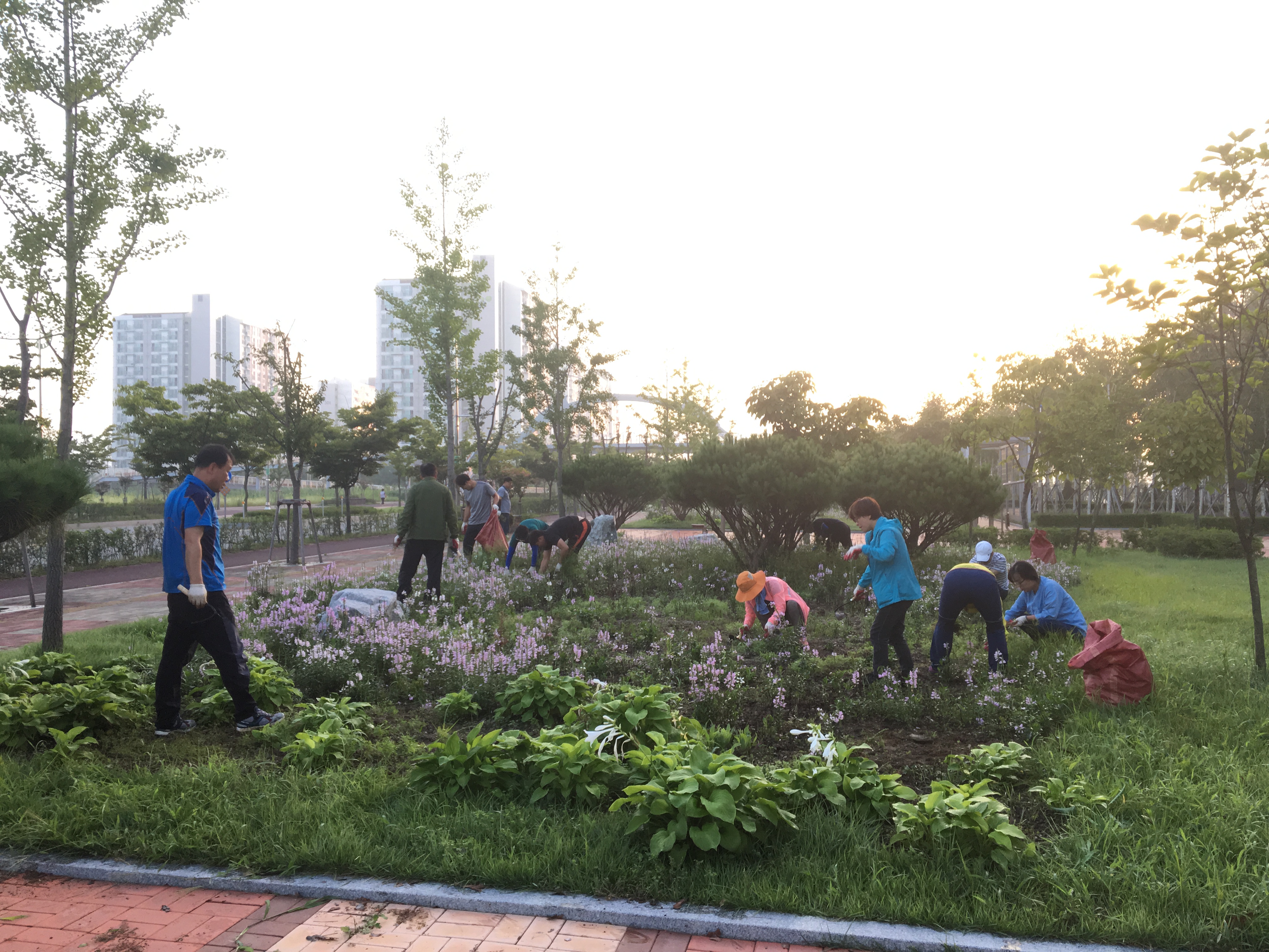 증평군, 보강천 자작나무 숲 가꾸기 자원봉사활동 펼쳐